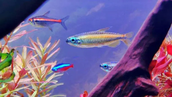 合肥鱼缸换水