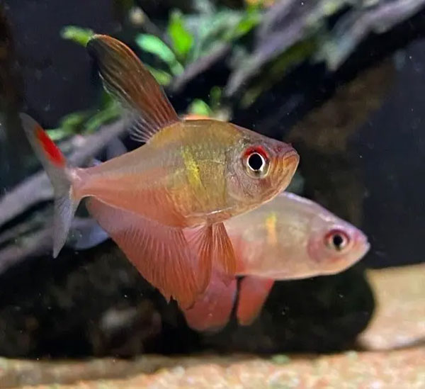 合肥鱼缸换水