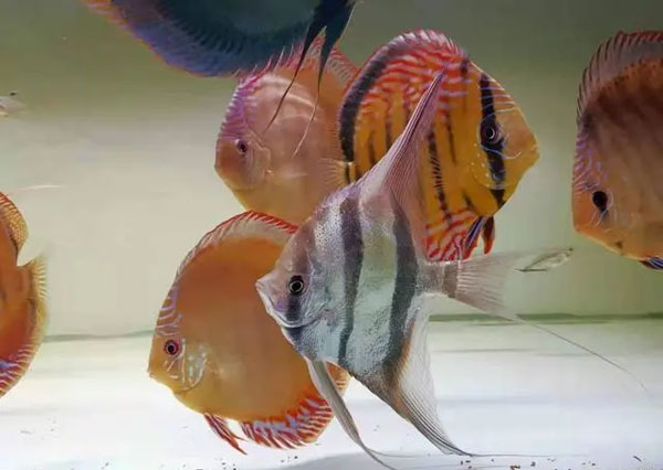 合肥鱼缸